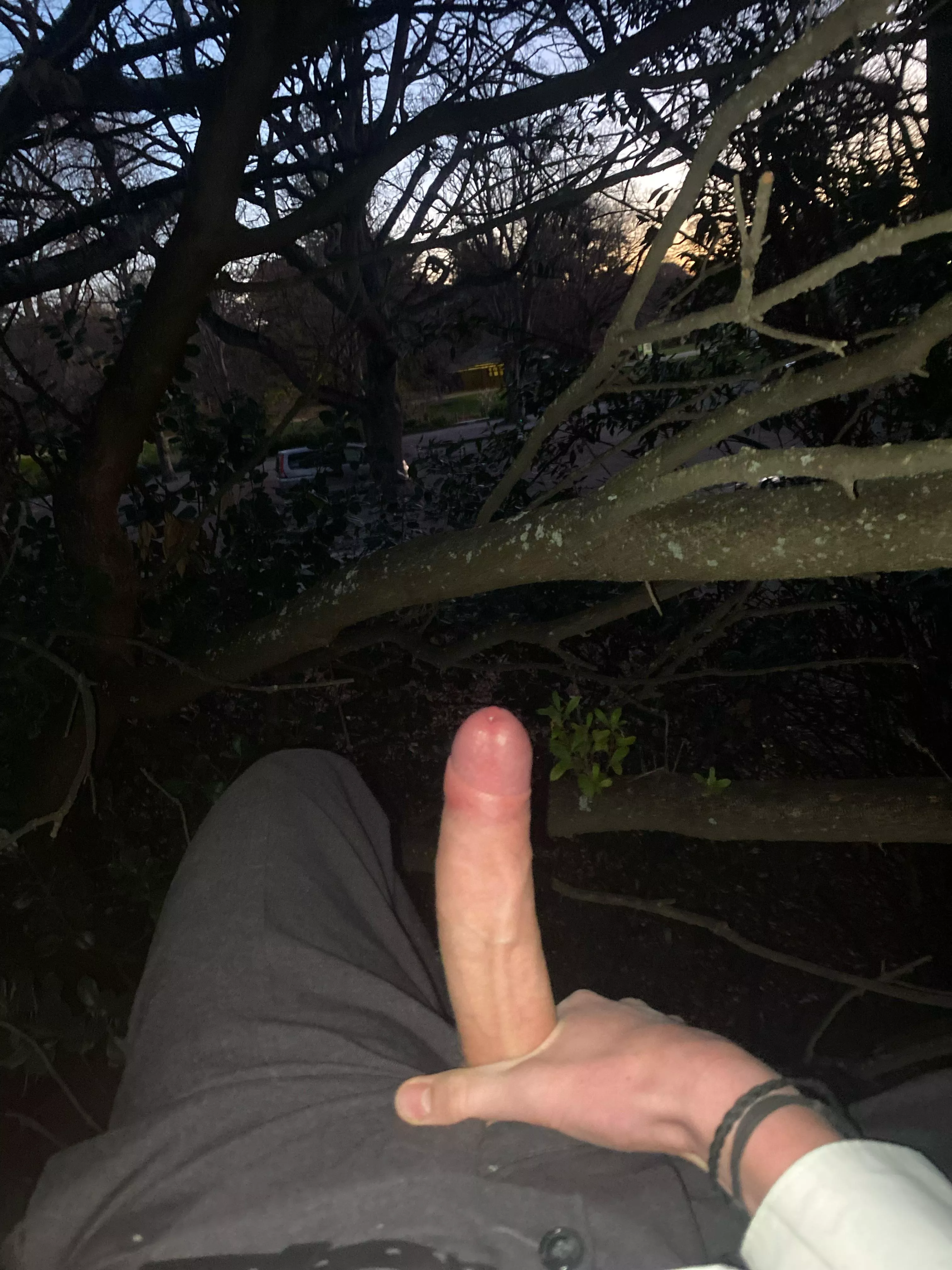Just chilling in a tree after work