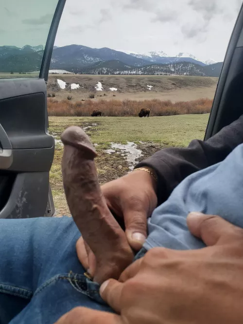 Roadside in Yellowstone 