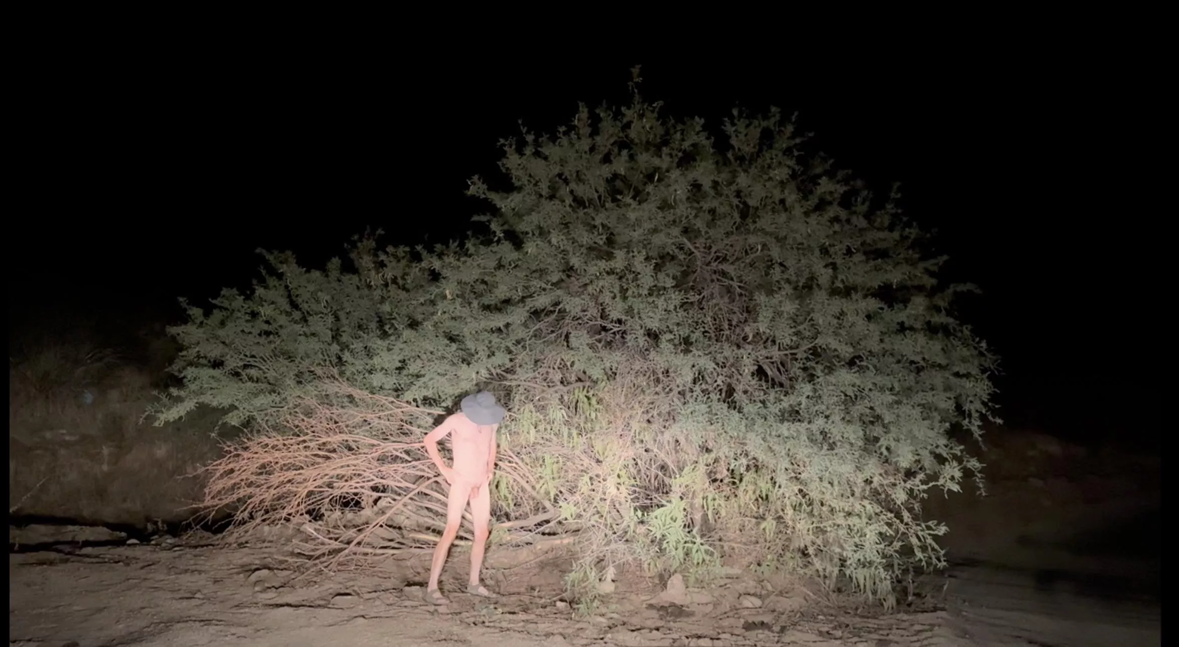 🌳 Tree Pose Tuesday 🌳 Nighttime Edition 🌳