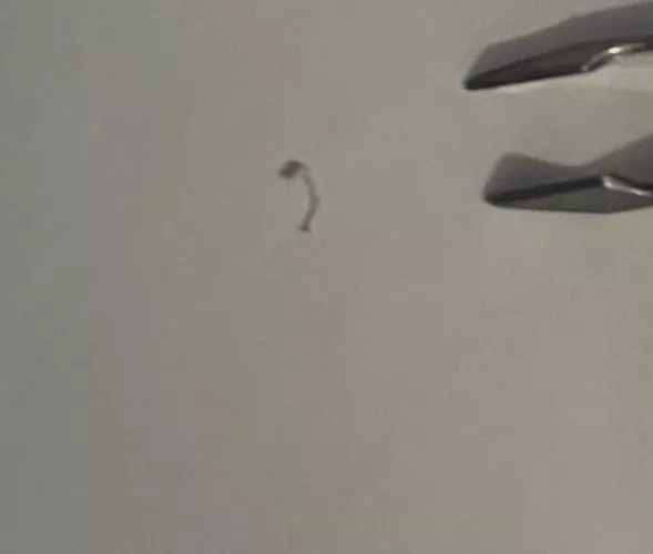 Pulled this out. Tugged on a hair and saw half an inch move back behind it. Took awhile to get out 