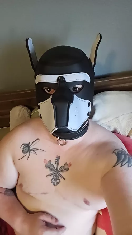 Ftm puppy trying to be a good boy