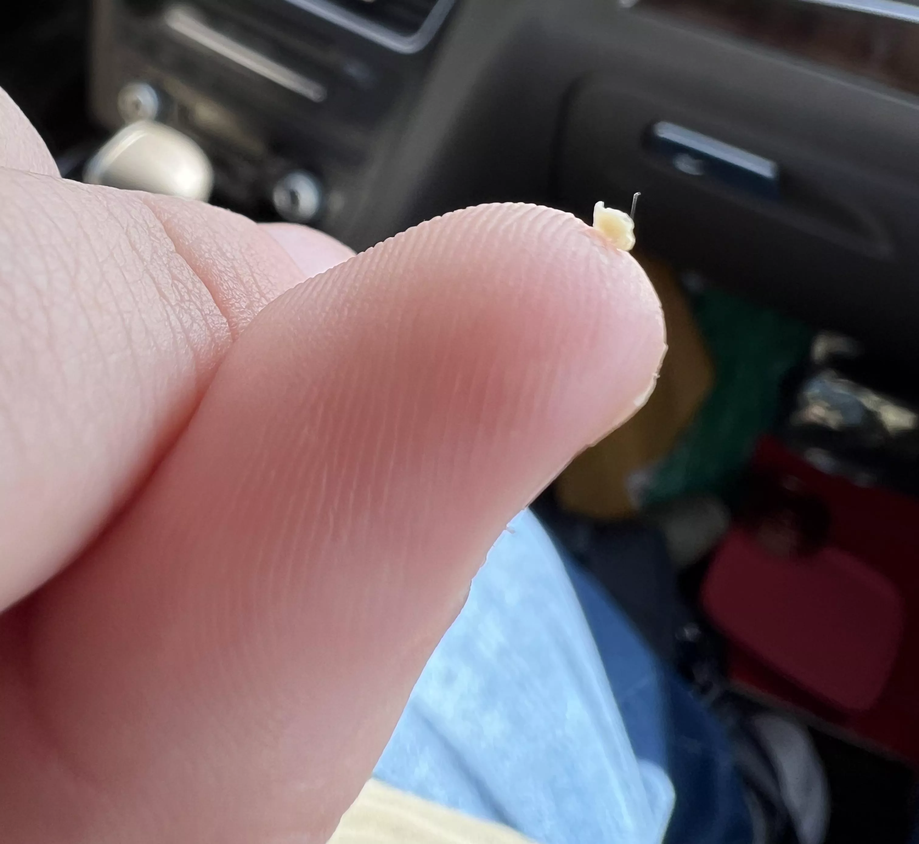 this guy came out of my back today