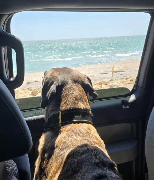 Mr. Henry Loves ❤️❤️❤️ Rides to the Beach