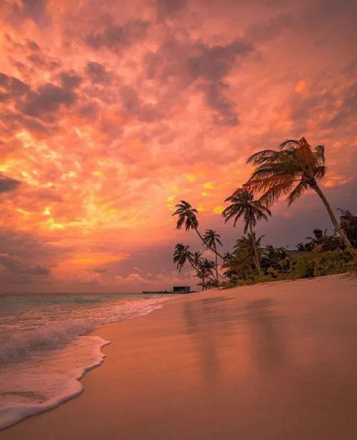 nature’s perfect blend of serenity and shade. 🌴🌊