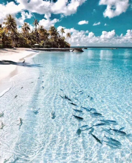 beach in maldives 🌊