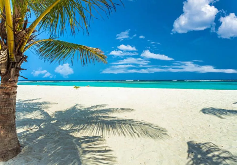 Tropical white sand beach on Caribbean island of coconut trees