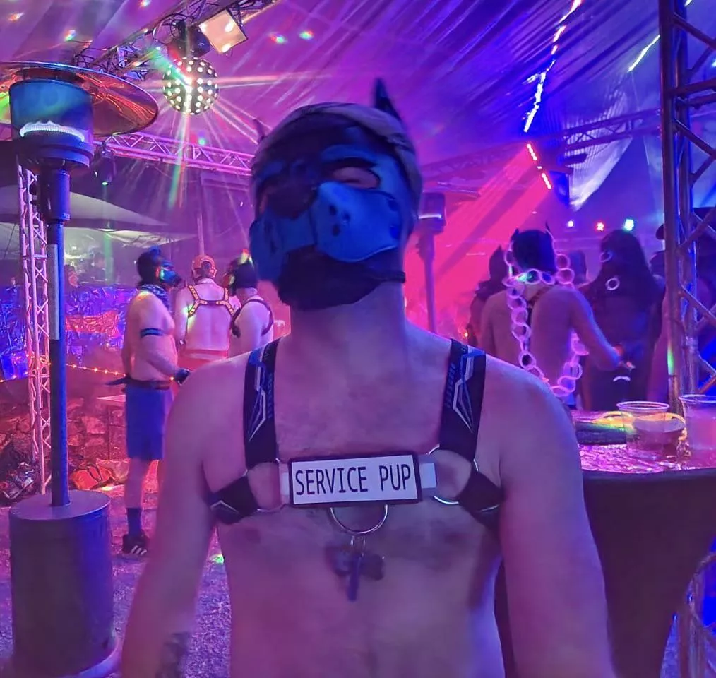 Spending my birthday weekend as a service pup! 