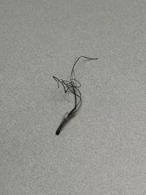 Just pulled this from my beard