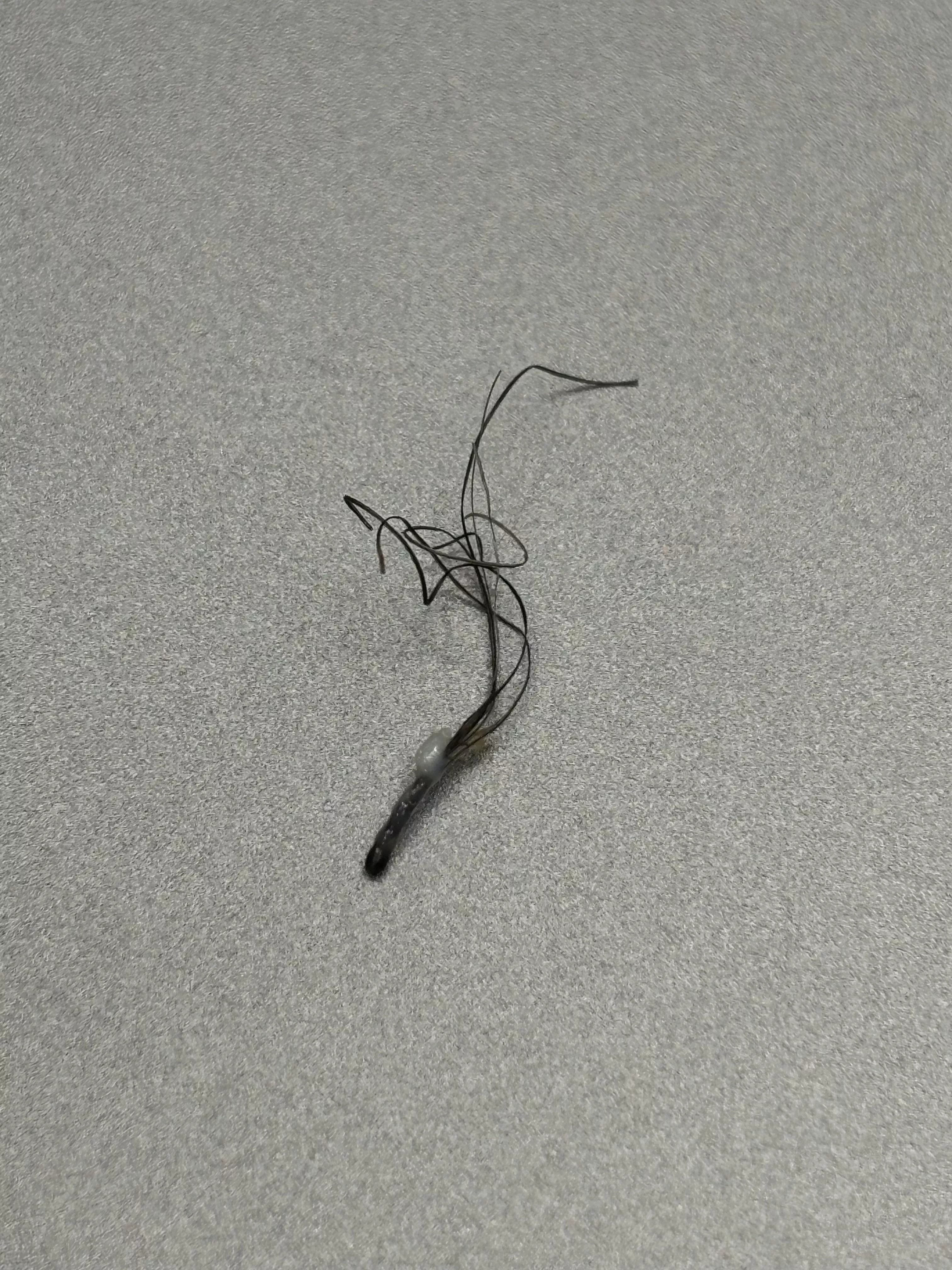 Just pulled this from my beard