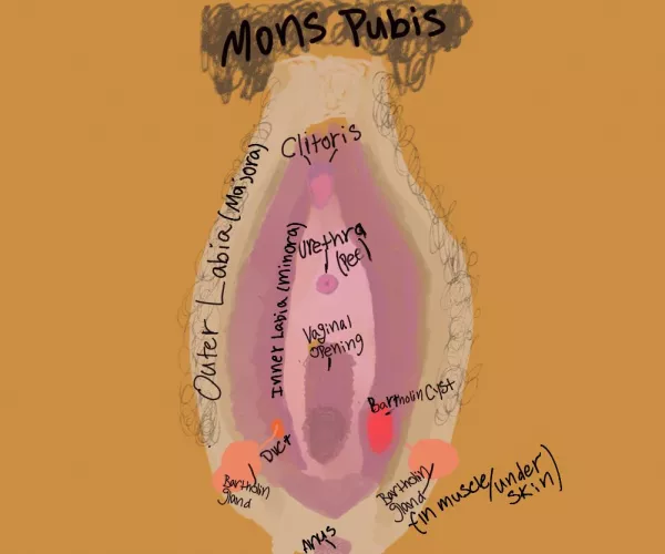 Y'all need a lesson in anatomy. Bartholin cyst edition.