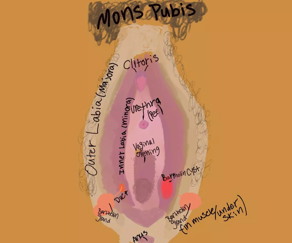 Y'all need a lesson in anatomy. Bartholin cyst edition.