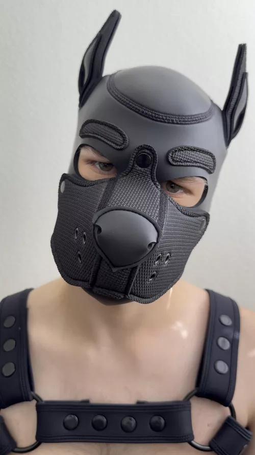 Why can’t pups just run around the woods every day? 🐺 