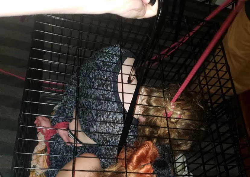 I can’t wait for my new (pink) cage to arrive! It’s my happy place. 