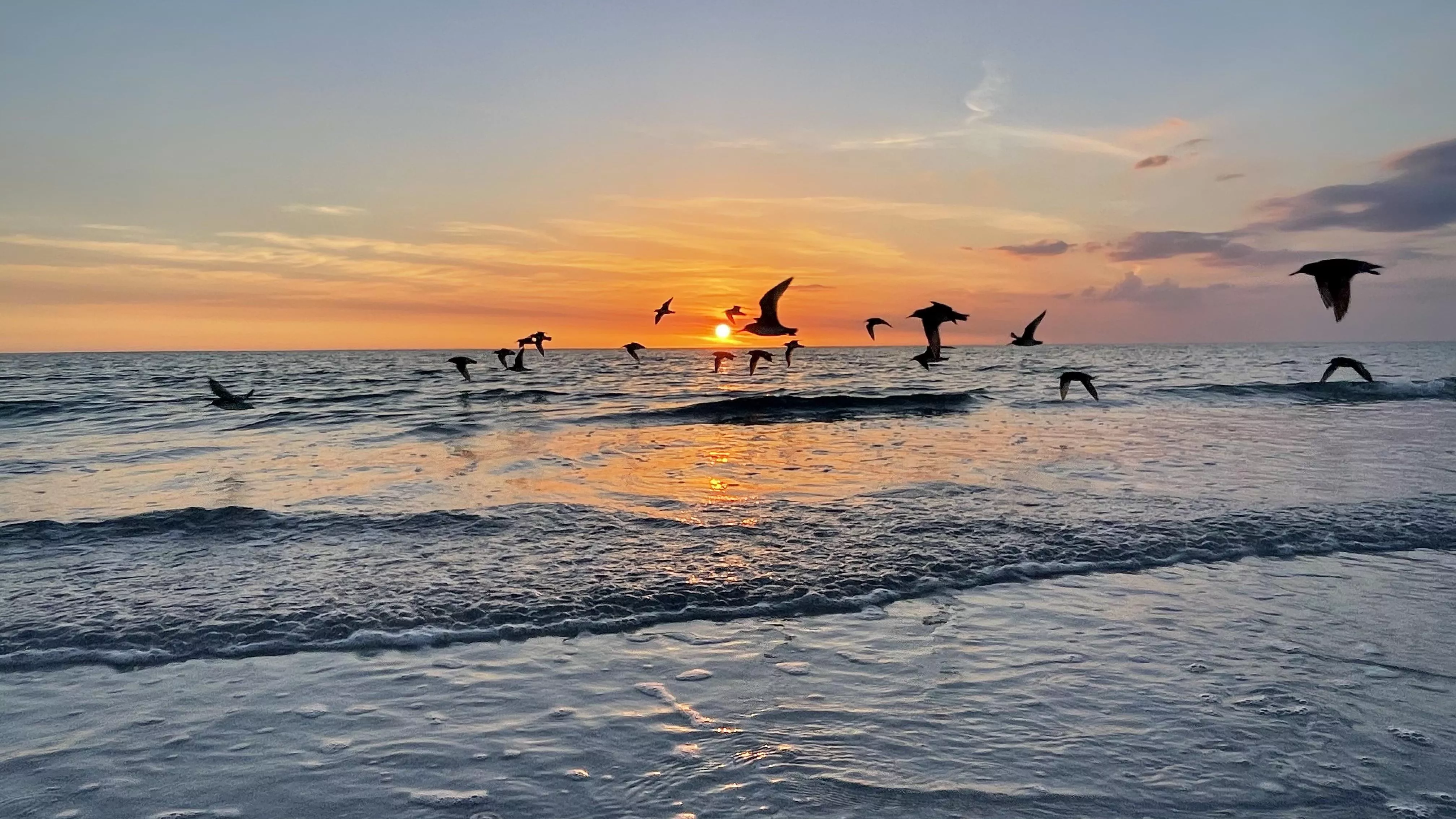 Photobombed by seagulls 