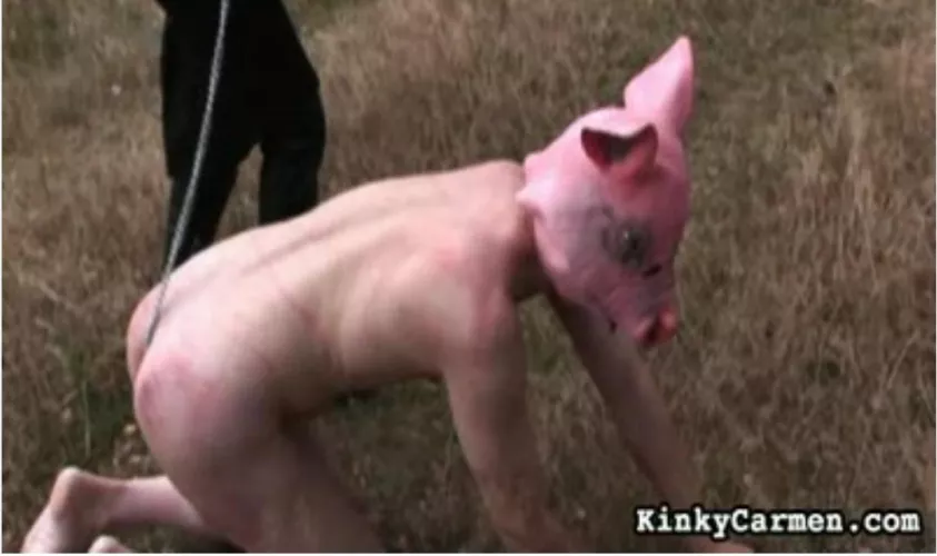 New Pig looking for work