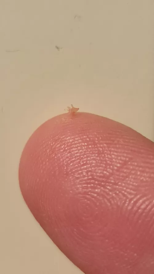 Oddly satisfying pop