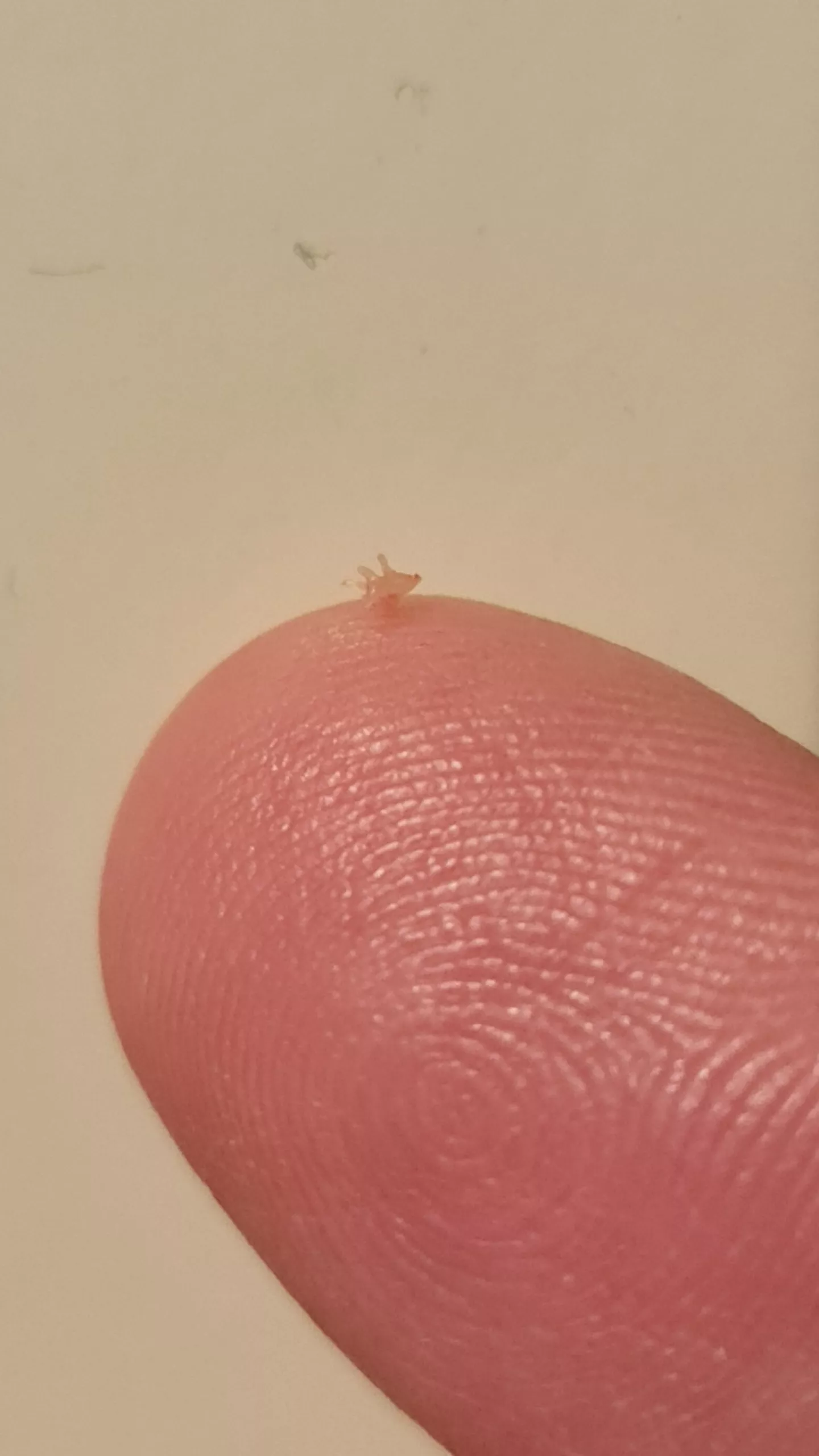 Oddly satisfying pop