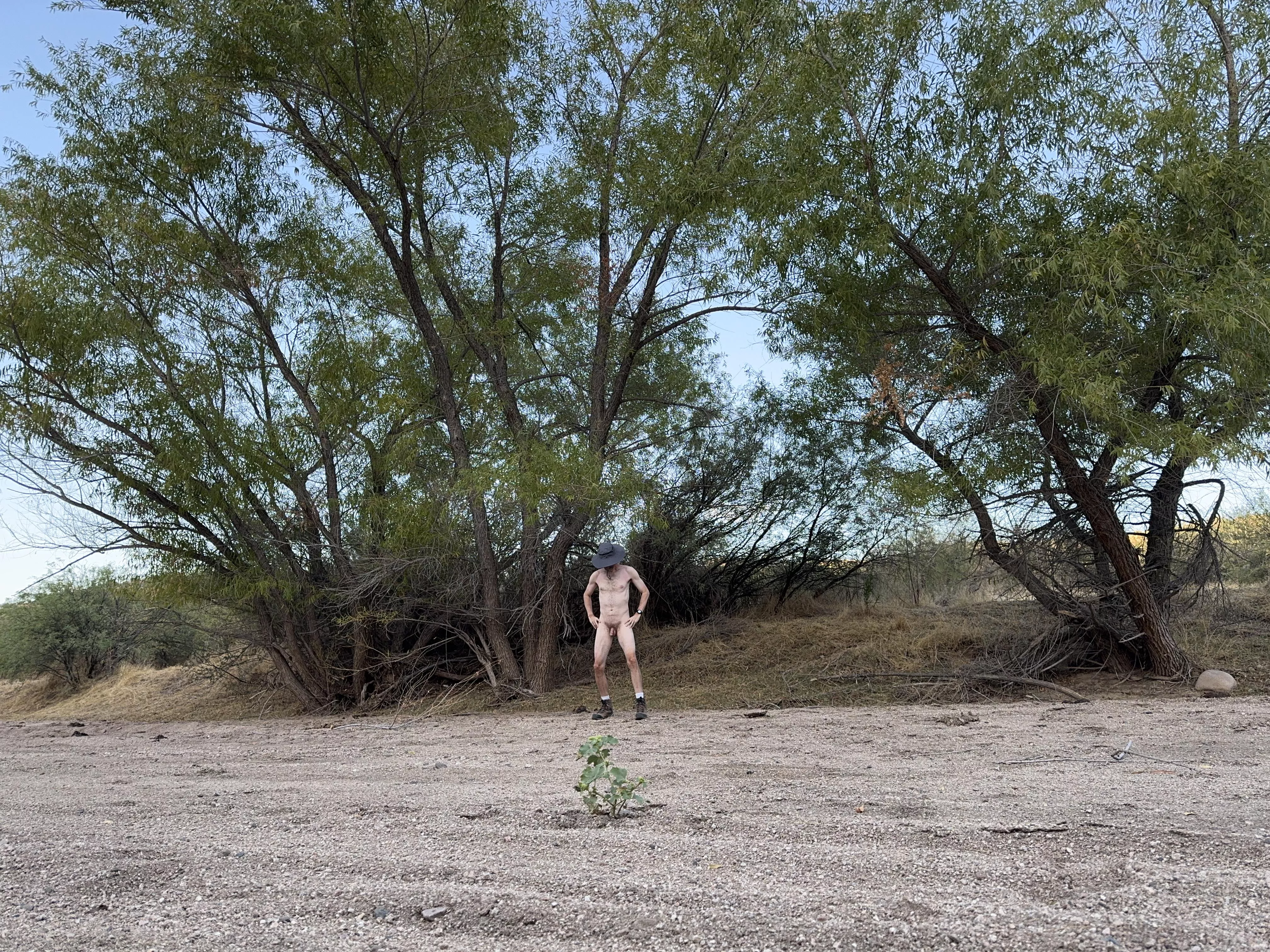 🌳Tree Pose Tuesday🌳