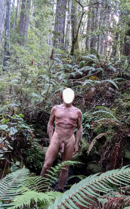 NSFW scenic view among the redwoods.