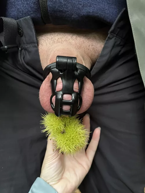 Playing with his conkers on our woodland walk 