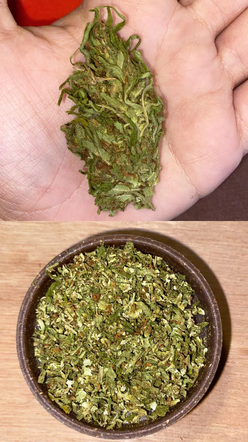 verdinha da segunda 💚