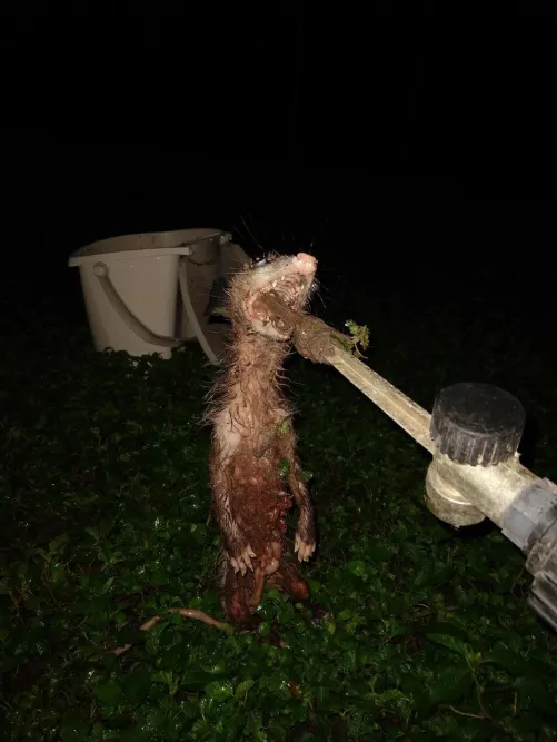 Cursed_Rat