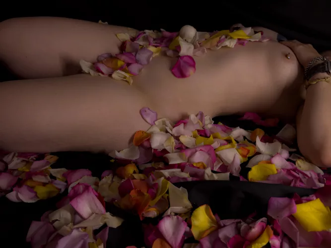 The path of petals….