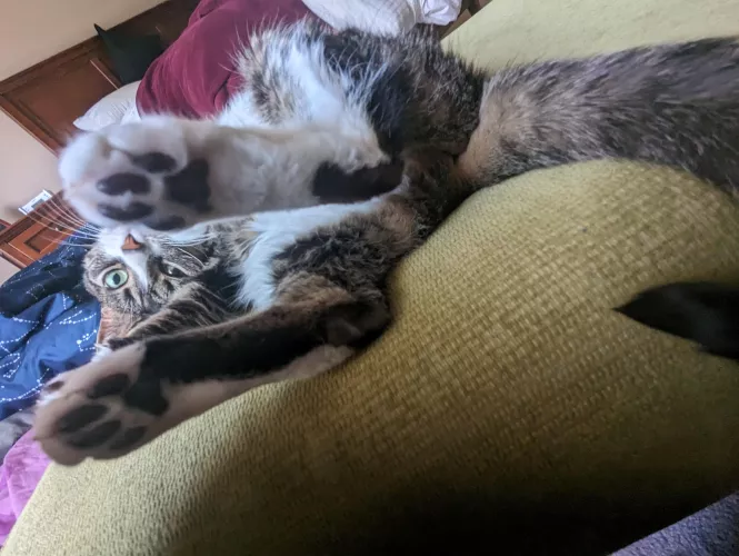 [F] Luna teasing the camera with her feet🐾😻