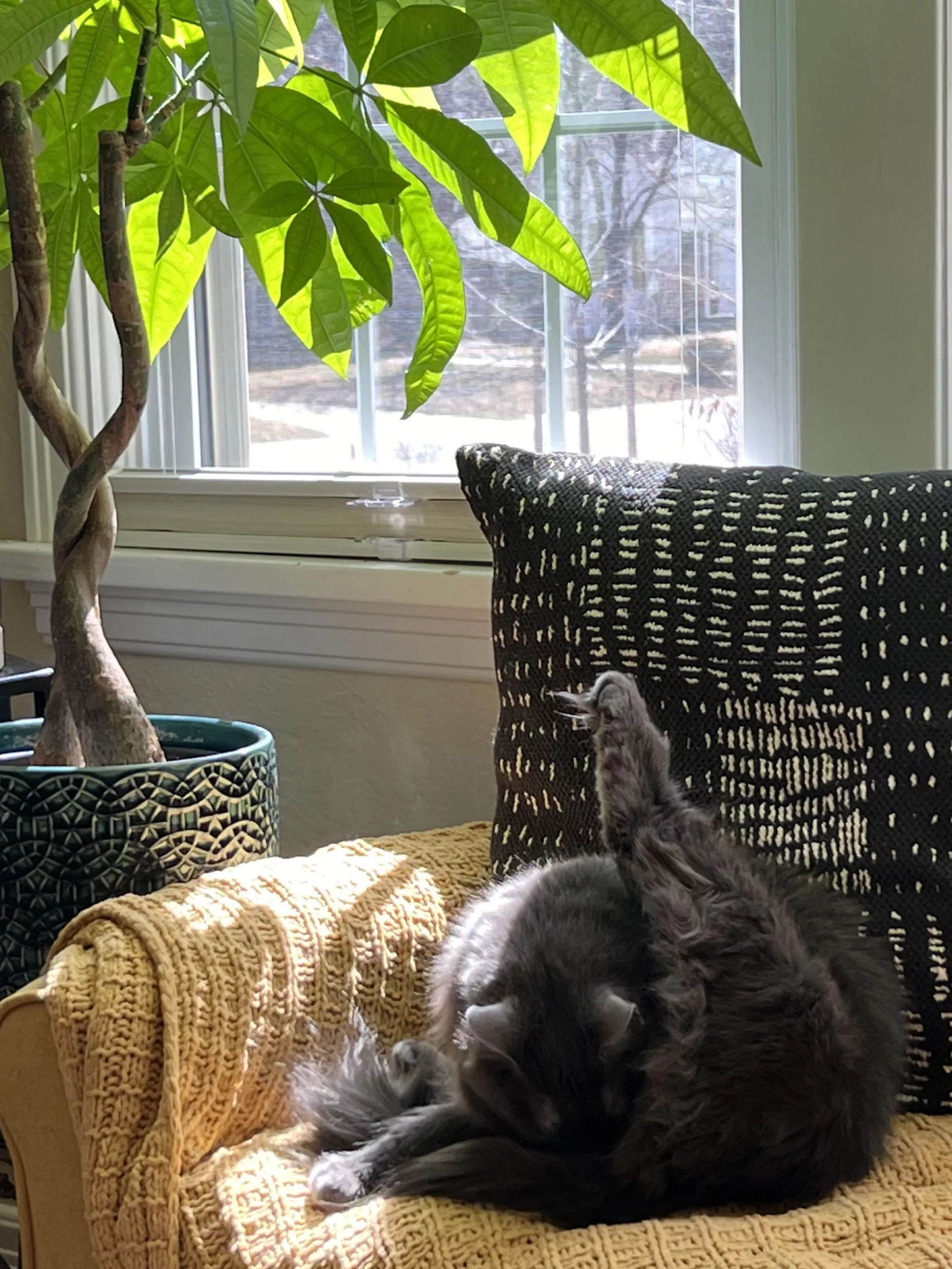 [F]eather expert and exhibitionist