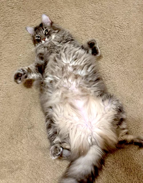 [m] debauchery never been so fluffy 