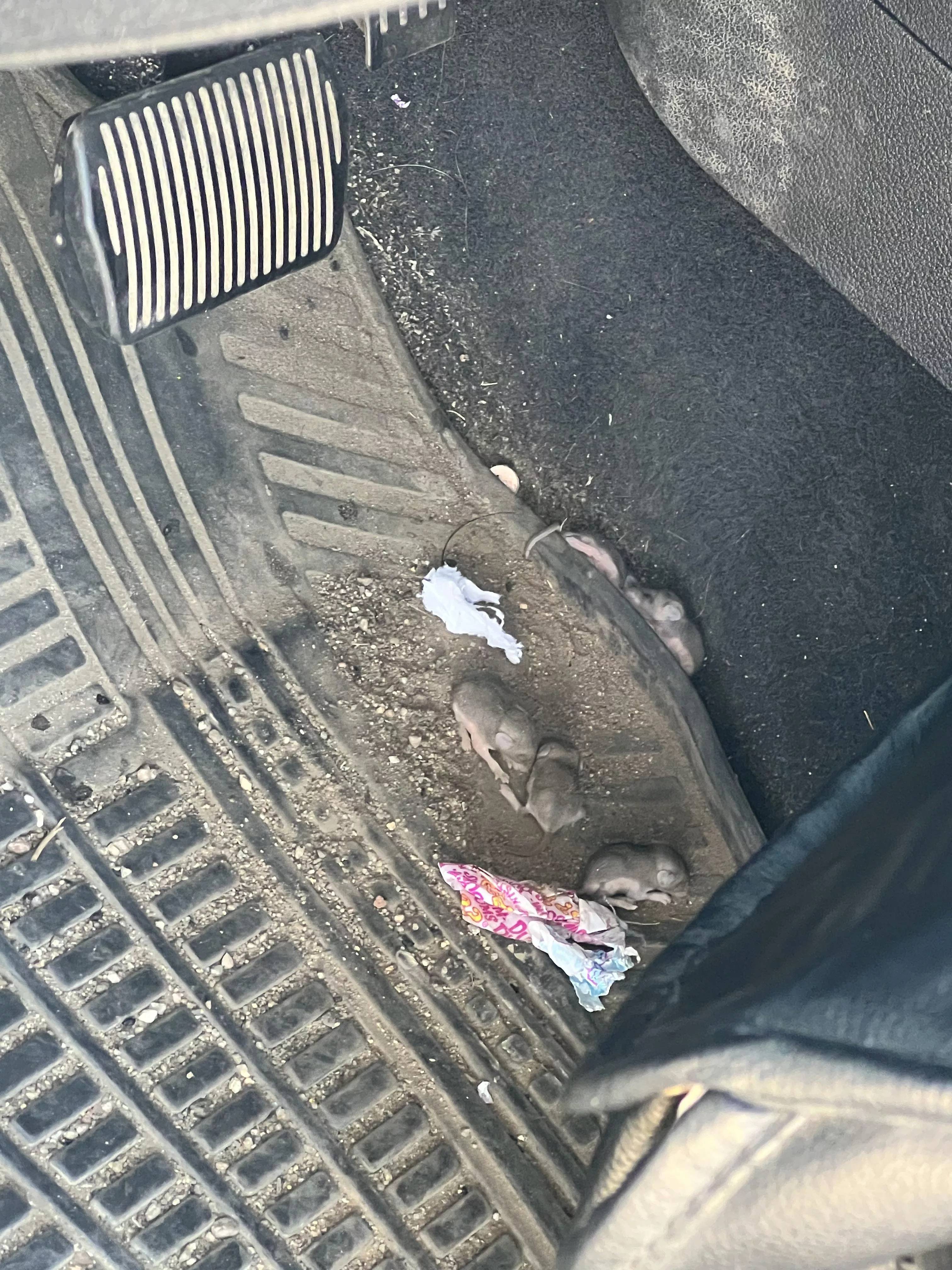 There is a mouse nest in my car.