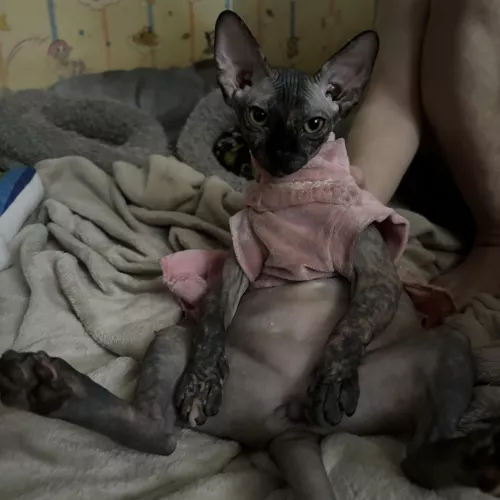 Xeno doing a sexy pose [f]