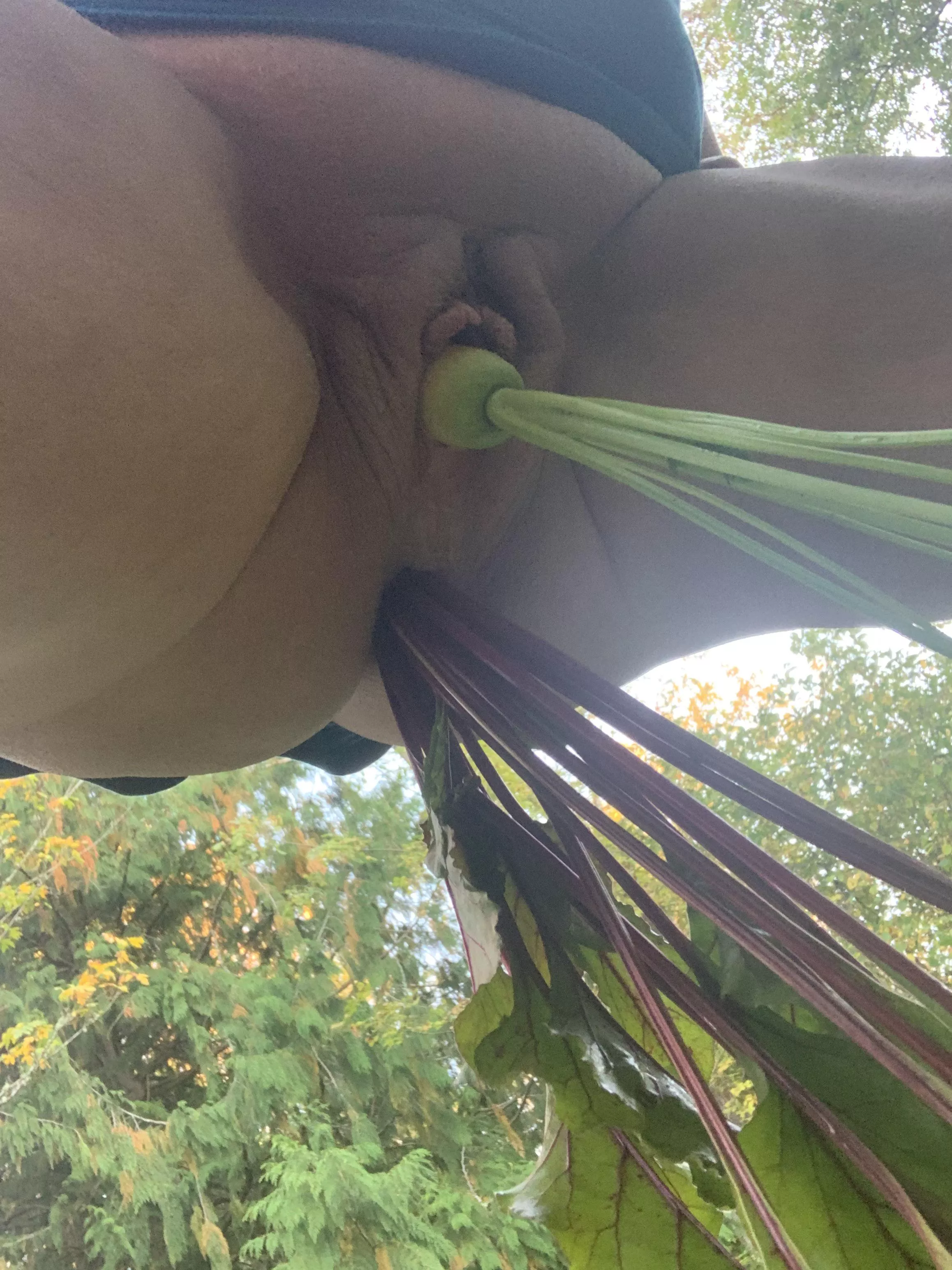 Harvesting the garden 