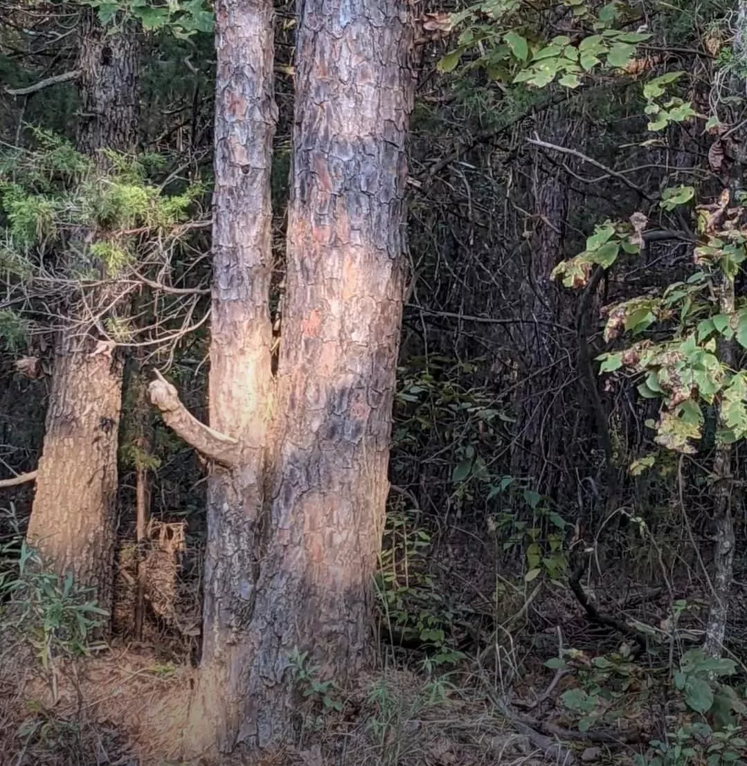 Sticklebark in the wild