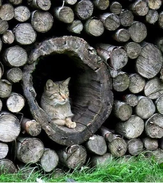 Such a beautiful looking pussy. And that gaping hole!