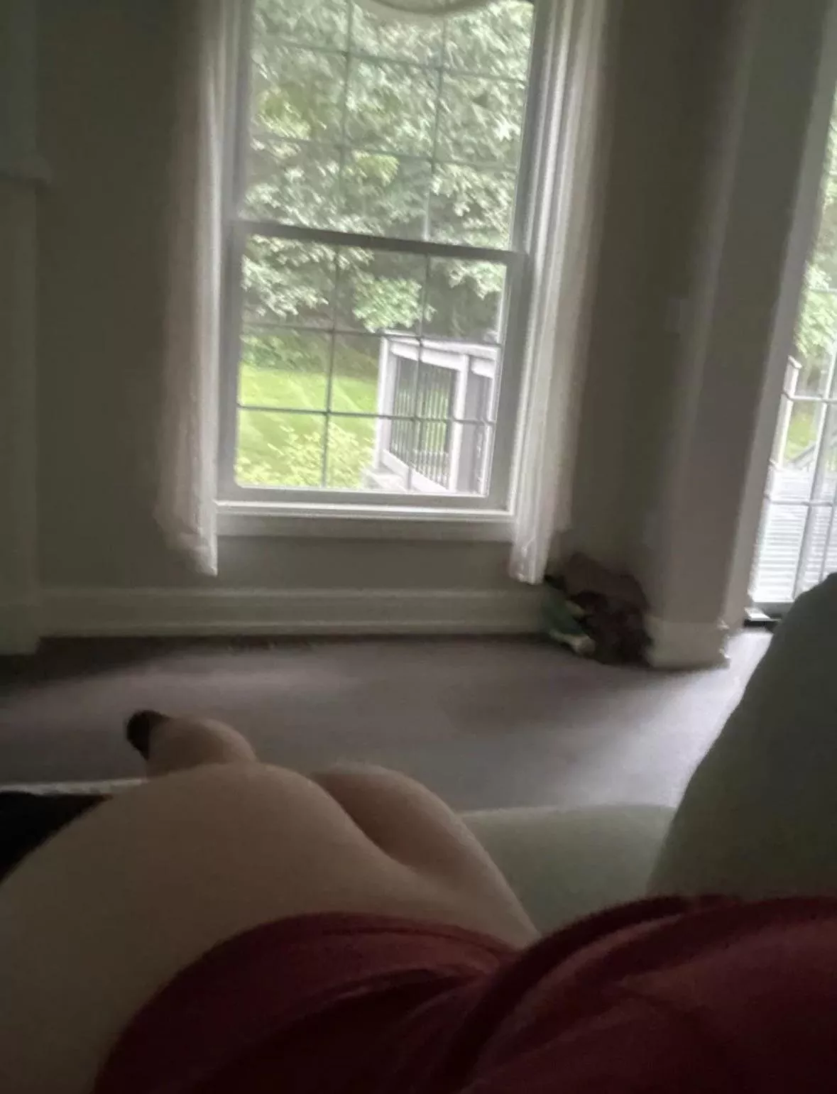 Can someone please cum tribute my ass