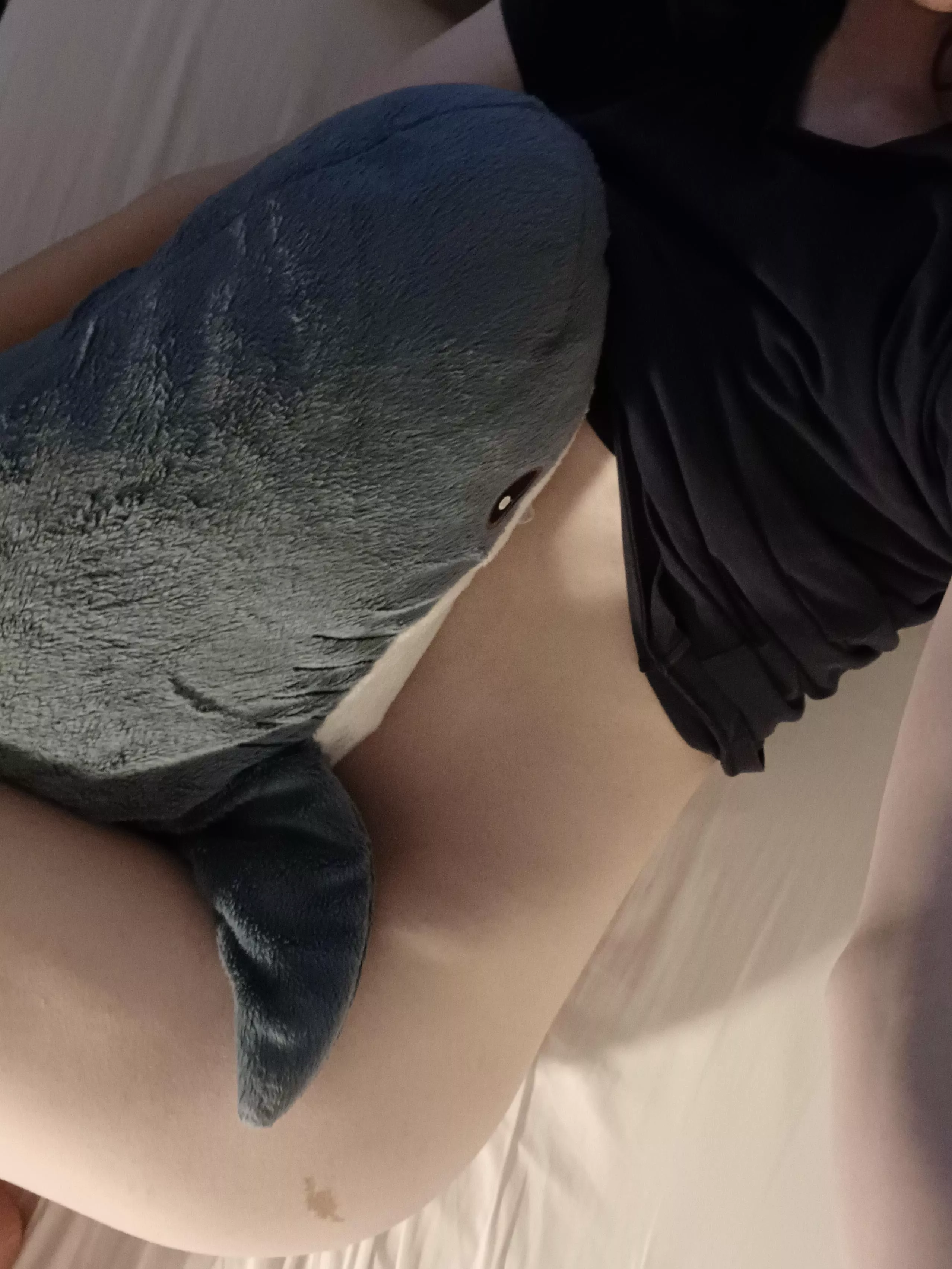 Cuddles with blahaj are nice :3