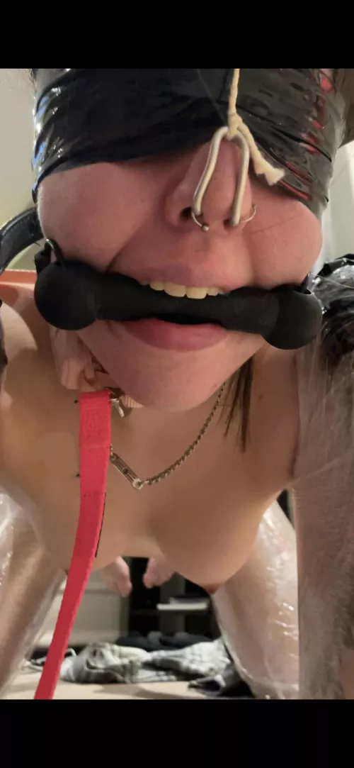 Close up of my piggy leashed and gagged, ready for a walk through the neighborhood