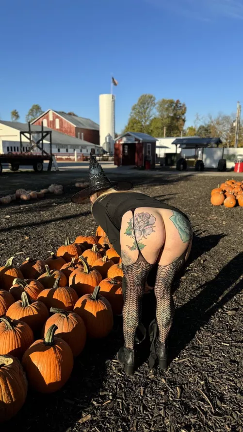 I see a kinky witch and a nice round pumpkin in the pumpkin patch. 