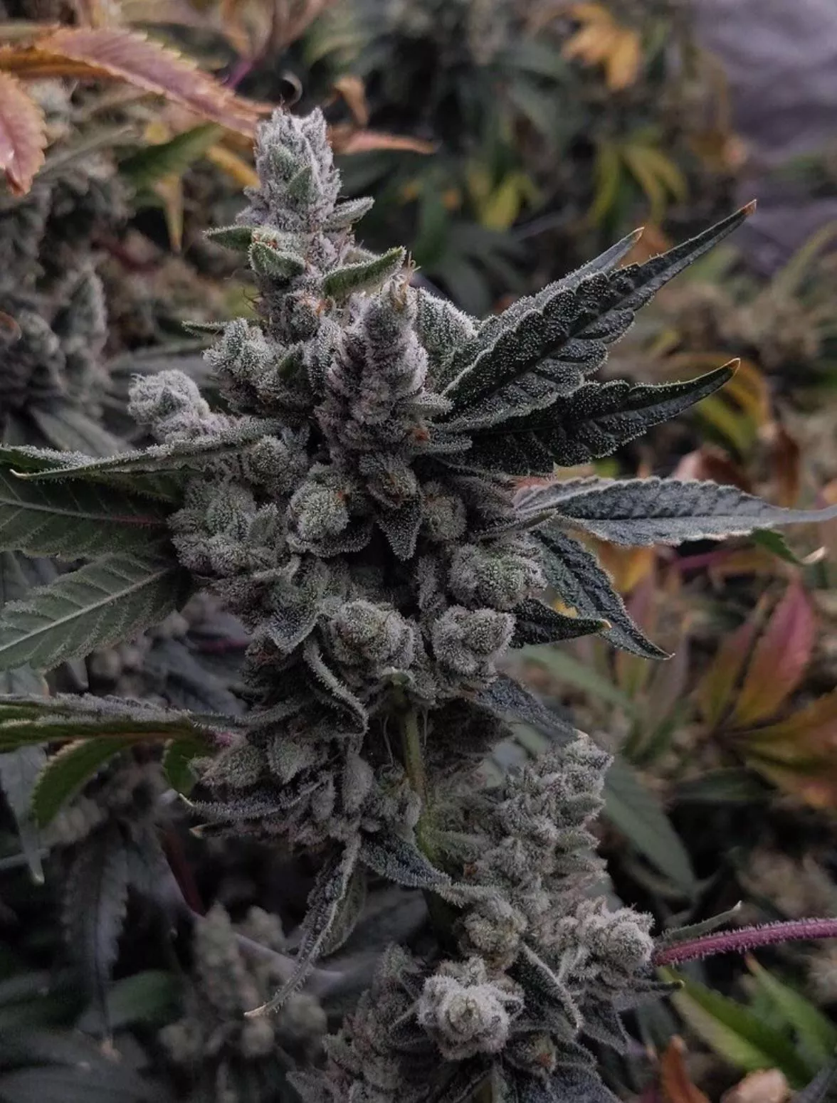 She’s prettty denton,Dallas,Frisco 