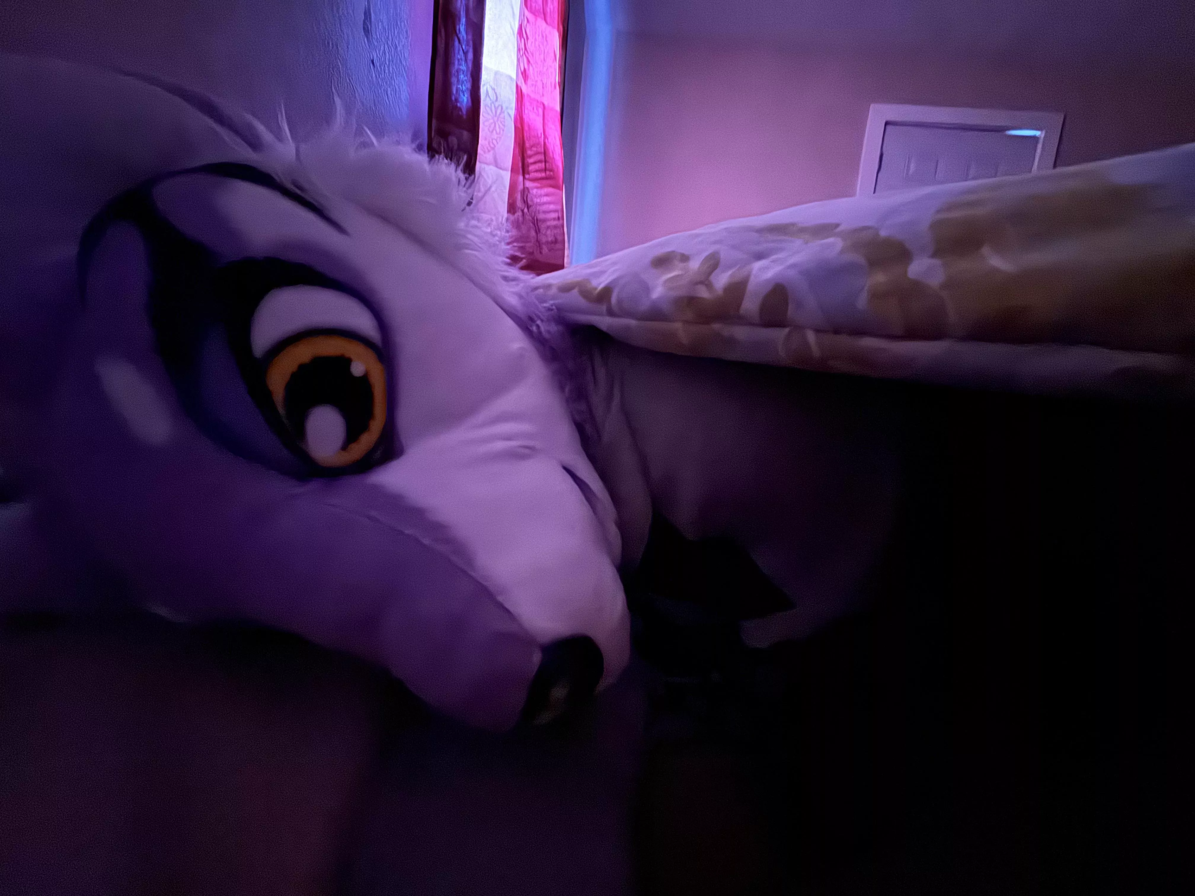 [Snuggle Saturday] Finally been giving Lilac some more attention