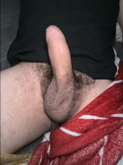 zoomer american with an uncut bwc 