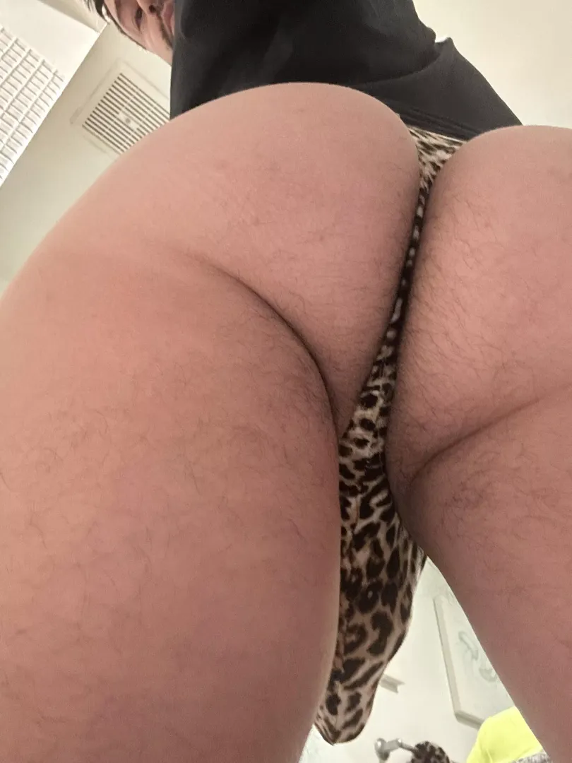 Cheetah 🐆