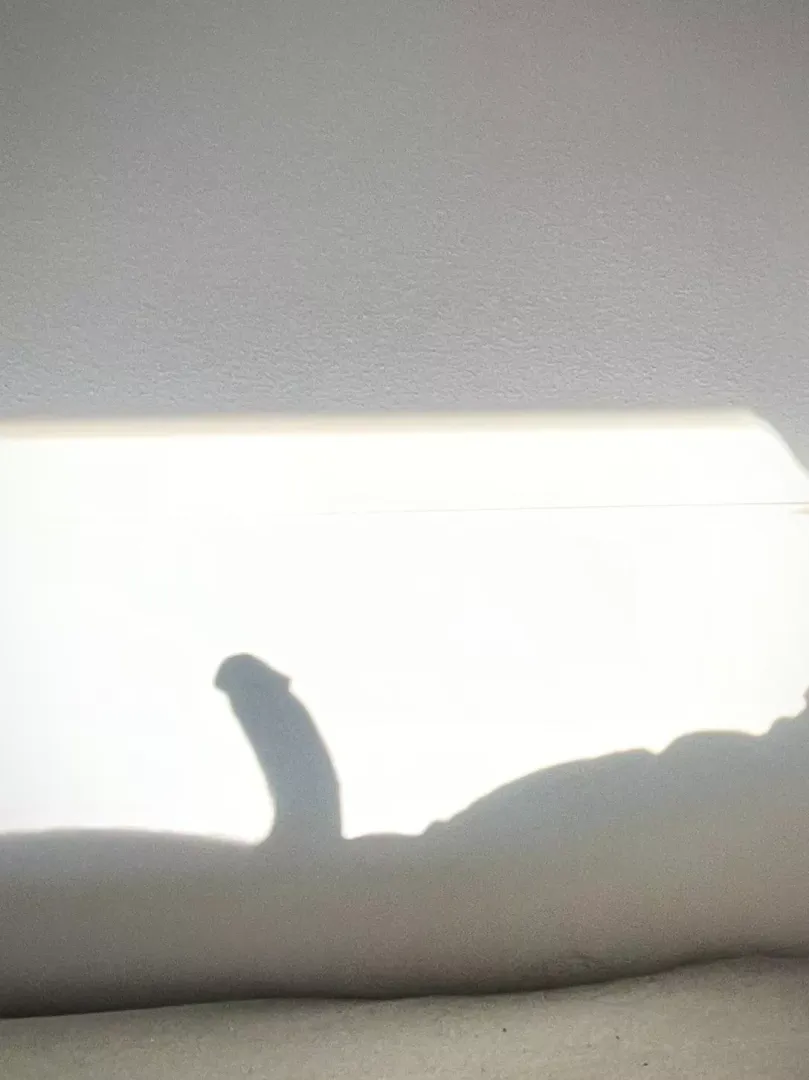 Just the morning sun ☀️