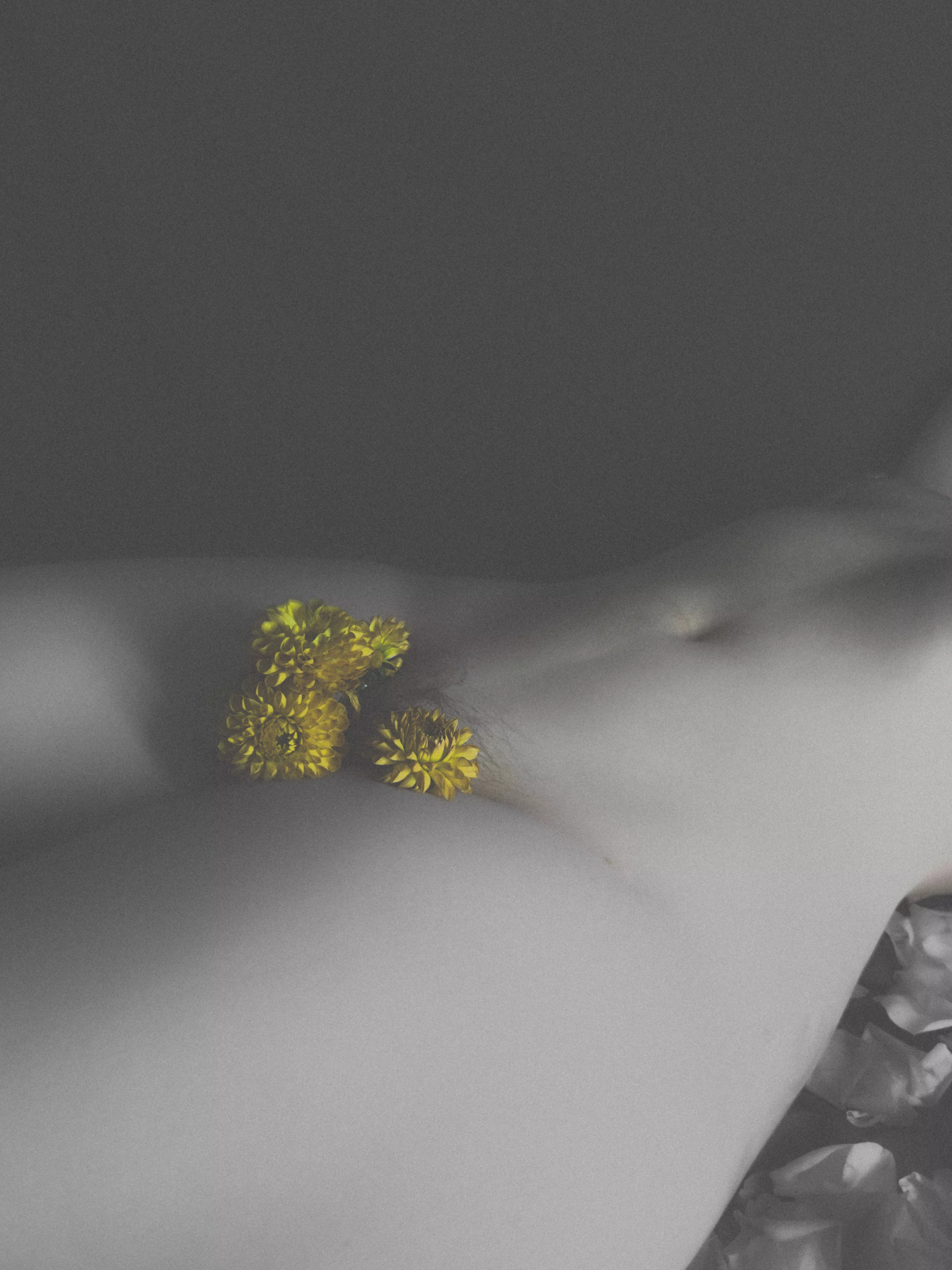 Will you gather flowers with me?