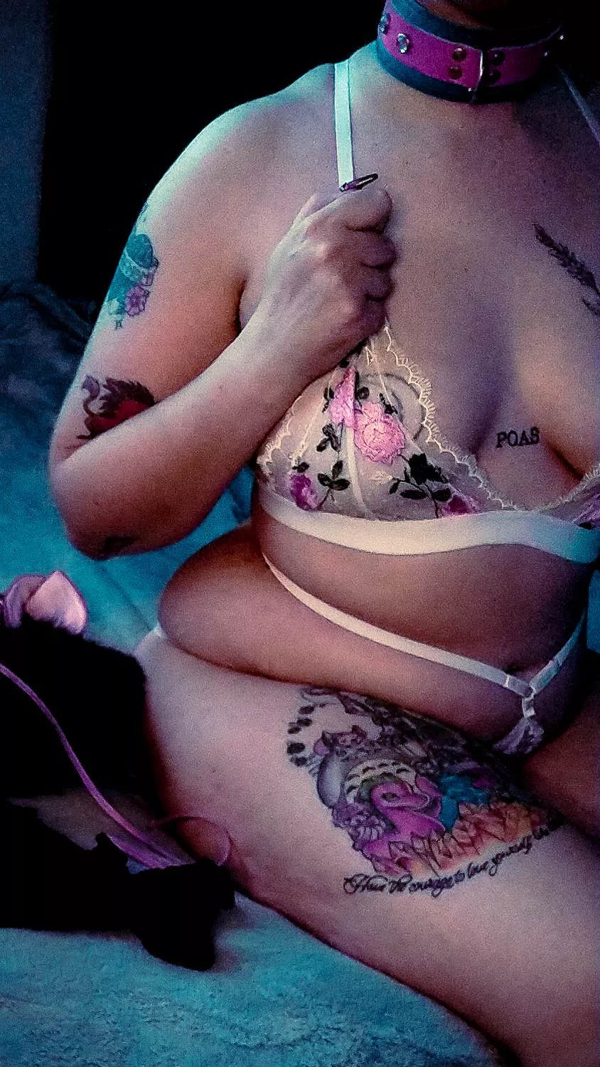 all collared up and ready to play