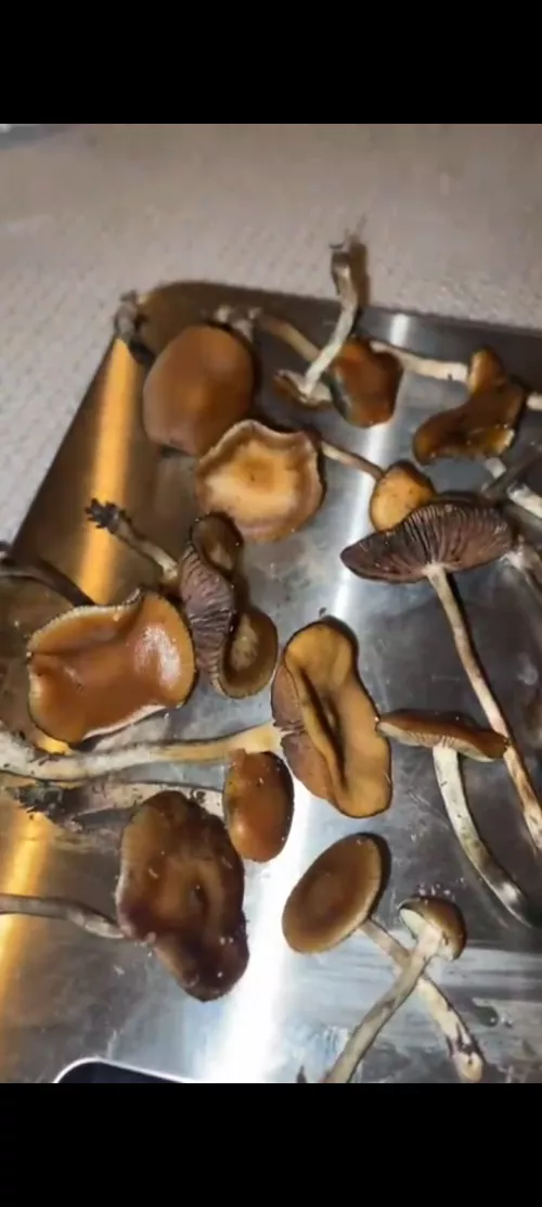 Psilocybe Cyanescens Dosis mit Zitronensaft?