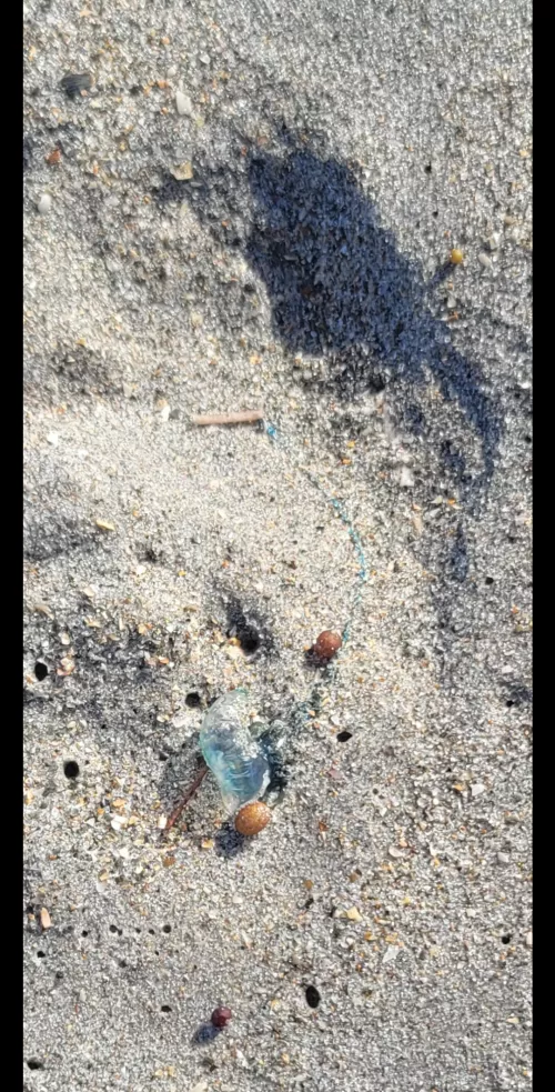 Seen a couple of these guys washed up.