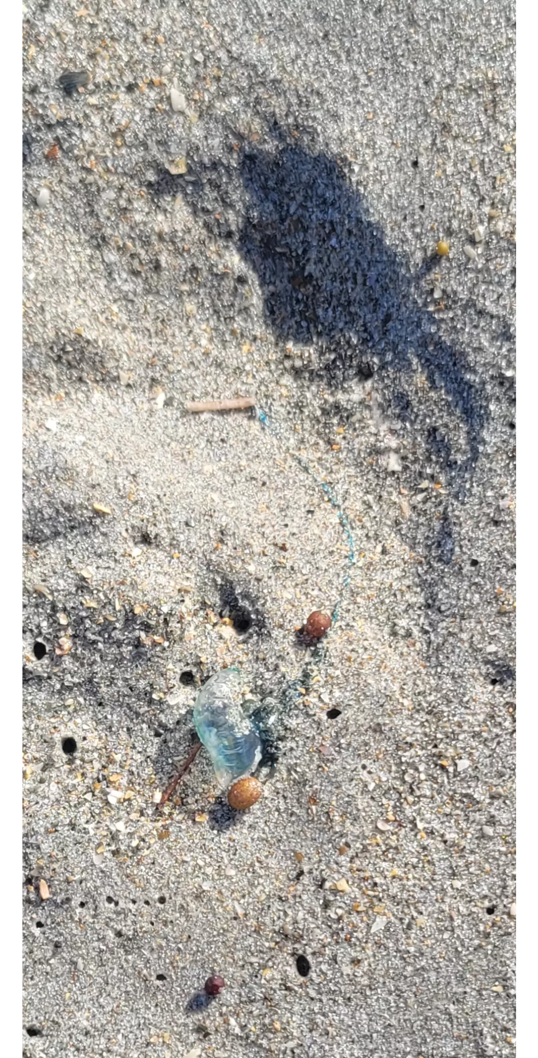 Seen a couple of these guys washed up.