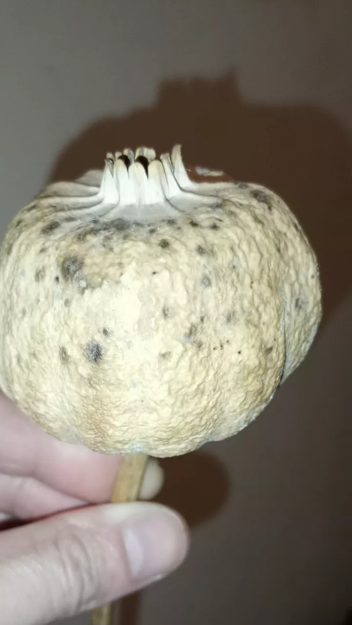 They are a little on the the small side